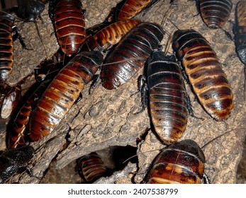Hissing Cockroaches; a colony (of probably Gromphadorhina portentosa) exhibited in an enclosure at an insect museum.