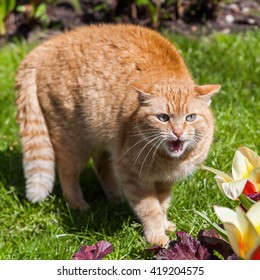 Hissing Red Colored Cat In A Garden