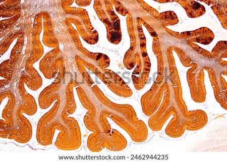 Histological Brain of mouse, Cerebellum, Sympathetic ganglion And Peripheral nerve of cat under the microscope for education.