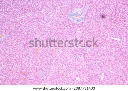 Histological Liver human under the microscope for education.