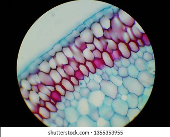 Histological Preparation Root Orchid Cross Section Stock Photo ...