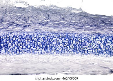 Histological sample Elastic Tisue cross section under the microscope