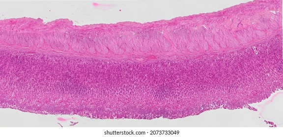 Histological Section Of The Murine Stomach Stained With Hematoxylin And Eosin.