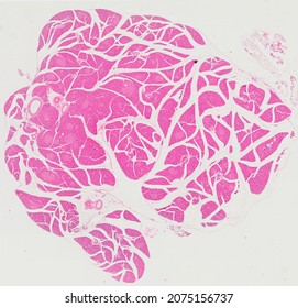 Histological Section Of The Pancreas Stained With Hematoxylin And Eosin.