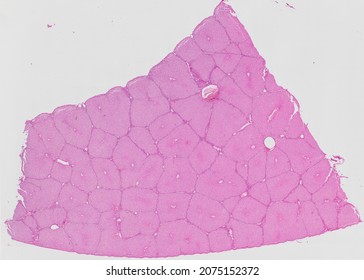 Histological Section Of The Porcine Liver Stained With Hematoxylin And Eosin.