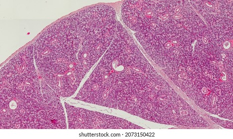 Histological Section Of A Rabbit Parotid Gland Stained With Hematoxylin And Eosin.