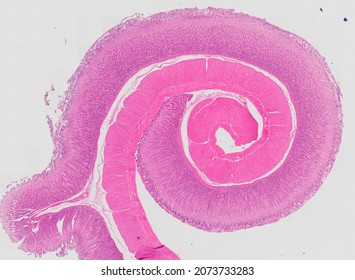 Histological Section Of The Rabbit Stomach Stained With Hematoxylin And Eosin.