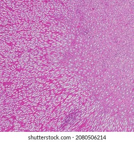 Histological Section Of The Renal Medulla Stained With Hematoxylin And Eosin.