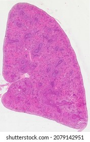 Histological Section Of The Spleen Stained With Hematoxylin And Eosin.