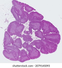 Histological Section Of The Thymus Stained With Hematoxylin And Eosin.