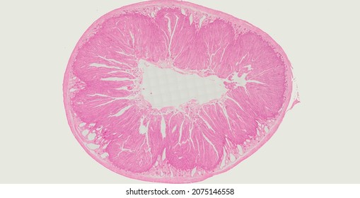 Histological Section Of The Whole Murine Duodenum Stained With Hematoxylin And Eosin.