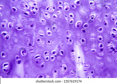 453 Cartilage structure Stock Photos, Images & Photography | Shutterstock