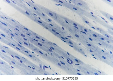 Histology Of Cardiac Muscle Under Microscope View