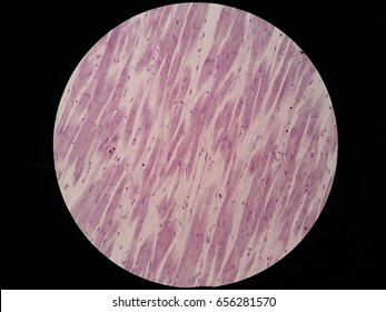 Cardiac Muscle Cell Images, Stock Photos & Vectors | Shutterstock