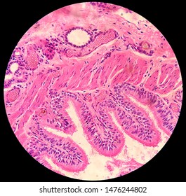 Histology Cells Tissue Epitelial Mucous