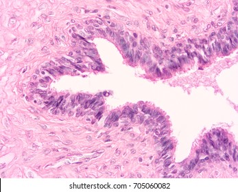 Ductus Deferens Images Stock Photos Vectors Shutterstock