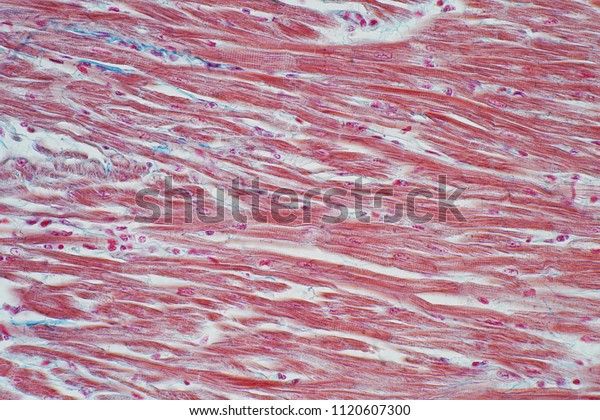 Histology of human cardiac muscle under\
microscope view for education, Human tissue\
histology.