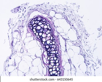 Histology Human Cartilage Connective Tissue Show Stock Photo 643150645 