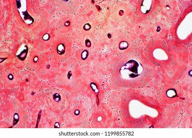 Bone Connective Tissue Under Microscope