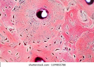Histology of human compact bone tissue under microscope view for education, muscle bone connection and connective tissue