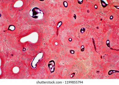 Histology Human Compact Bone Tissue Under Stock Photo (Edit Now) 1199855779