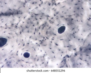 Histology Of Human Compact Bone Tissue, Show Muscle Bone Connection And Connective Tissue With Microscope View