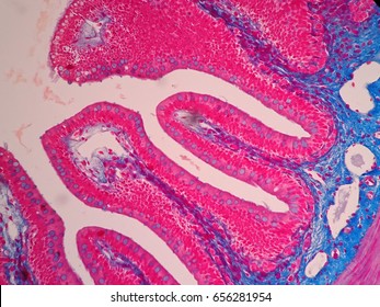 Histology of human intestine tissue under microscope view