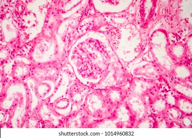 Histology of human kidney, light micrograph showing nephron. Microscopy, hematoxylin and eosin staining
