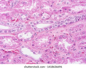 Histology Human Kidney Tissue Stock Photo 1418636696 | Shutterstock