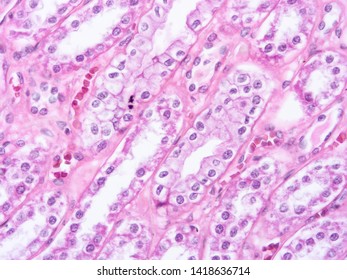 Histology Human Kidney Tissue Stock Photo 1418636714 | Shutterstock