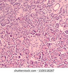 Histology of the human pancreas, largely composed of acini which excrete digestive enzymes (exocrine).  In lower center is an Islet of Langerhans, which secretes hormones such as insulin (endocrine).
