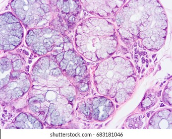 Histology Human Salivary Gland Tissue Show Stock Photo Shutterstock