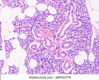 Histology Human Salivary Gland Tissue Show Stock Photo 689323774 ...