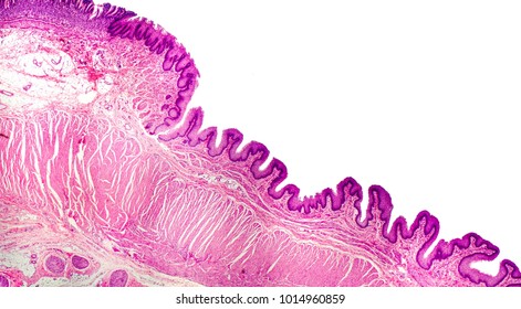 Histology of human stomach, cardiac region. Light micrograph, isolated on white background, hematoxylin and eosin staining