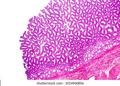 Histology of human stomach, fundic region. Light micrograph, isolated on white background, hematoxylin and eosin staining