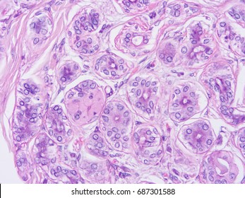 533 Mucous Gland Images, Stock Photos & Vectors 