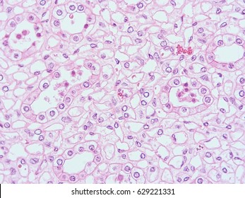 cuboidal epithelial tissue