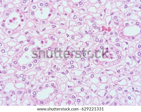 Histology of human tissue , show cuboidal epithelium tissue with microscope view