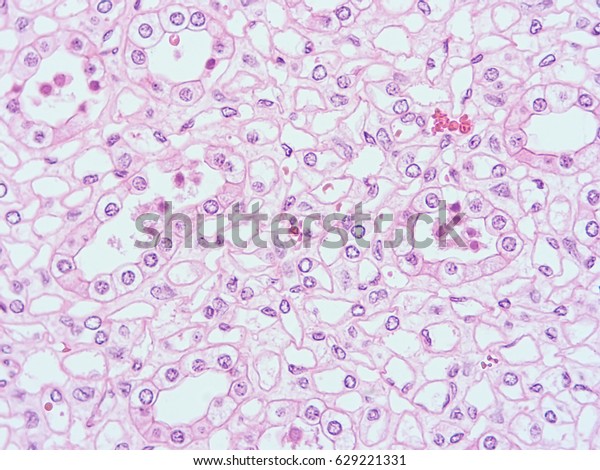 Histology of human tissue , show cuboidal epithelium\
tissue with microscope\
view