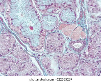 Histology of human tissue, show epithelium tissue and serous gland with microscope view
