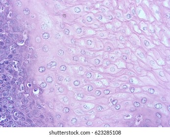 Histology Human Tissue Show Epithelium Tissue Stock Photo 623285108 ...