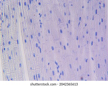 Histology Image Of Cardiac Muscle Tissue