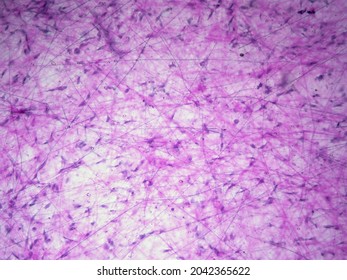 Histology Image Of Connective Tissue Proper Loose Areolar Tissue