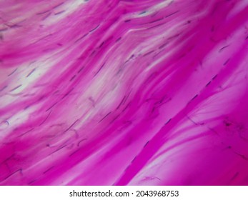 Histology image of of dense regular connective tissue from a tendon (400x)