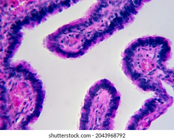 Histology Image Human Fallopian Tube Showing Stock Photo Shutterstock