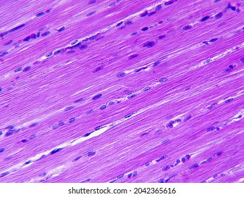 683 Structure of skeletal muscle Stock Photos, Images & Photography ...