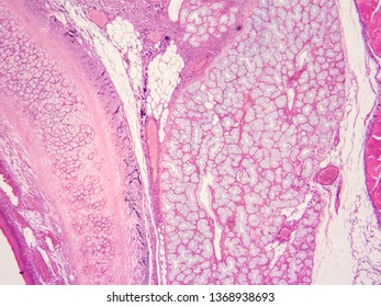 Histology Larynx Human Tissue Stock Photo 1368938693 | Shutterstock