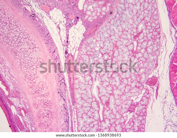 Histology Larynx Human Tissue Stock Photo 1368938693 | Shutterstock