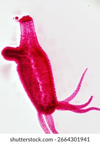 Histology Microscope Image of Hydra with Budding (40x)