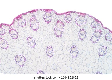 Histology of Monocot stem under the microscope for education botany.